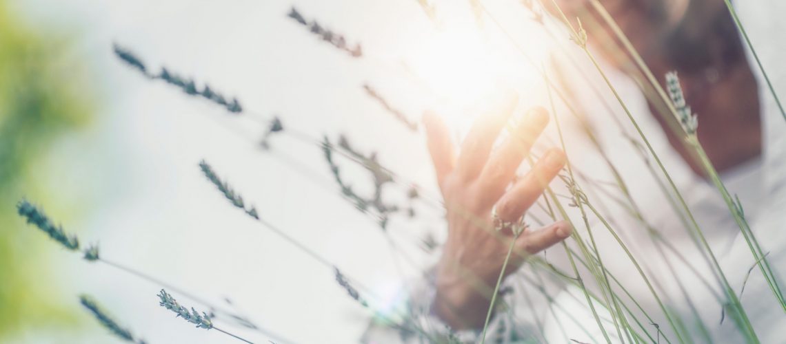 Abundance concept. Mindful Woman dressed in white touching lavender flowers, enjoying the scent, feeling fhankful